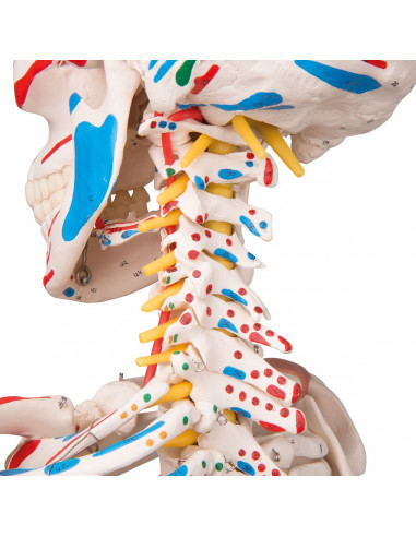 Modello di Scheletro umano Sam con...