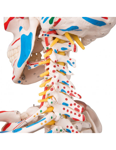 Modello di Scheletro umano Sam con legamenti articolari e inserzioni muscolari 3B Scientific A13