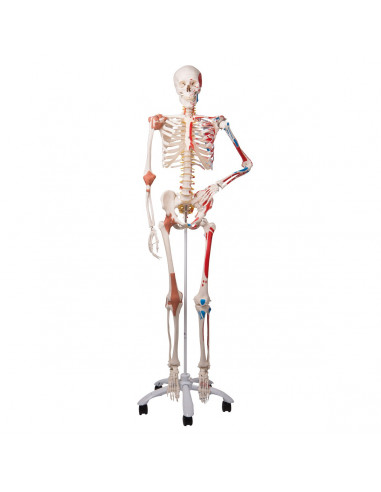 Modello di Scheletro umano Sam con...
