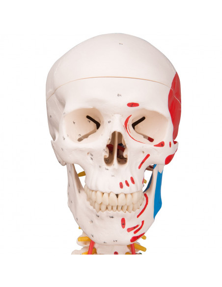 Modello di Scheletro umano Sam con legamenti articolari e inserzioni muscolari 3B Scientific A13