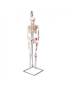 Scheletro 3B Scientific...