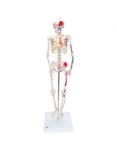 Scheletro 3B Scientific...