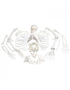 Modello anatomico di...