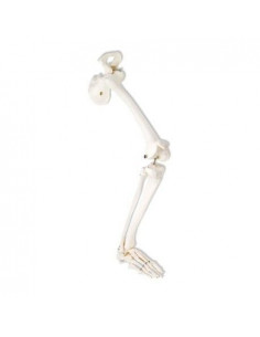 3B Scientific, modello di...