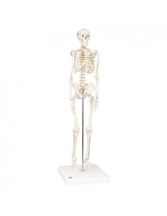 Scheletro 3B Scientific...
