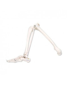 Modello anatomico di...