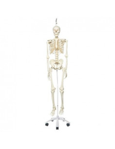 3B Scientific, modello...