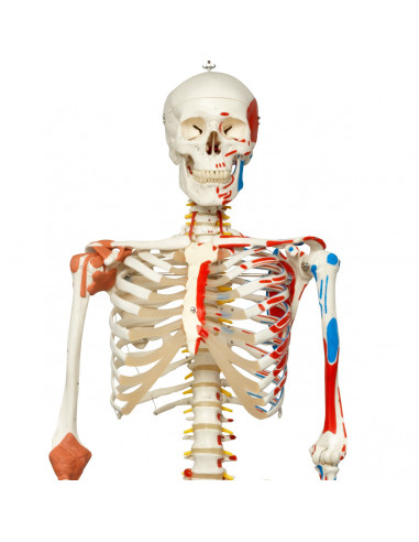 Scheletro Sam con legamenti...