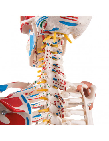 Scheletro Sam con legamenti...