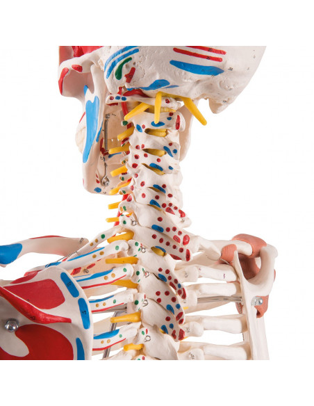 Scheletro Sam con legamenti articolari e inserzioni muscolari A13/1