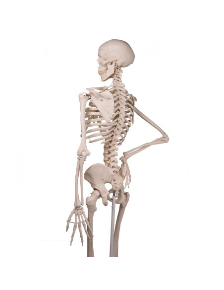 3B Scientific, modello anatomico, scheletro classico A10