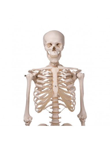 3B Scientific, modello anatomico,...