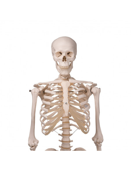 3B Scientific, modello anatomico, scheletro classico A10