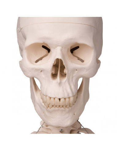 3B Scientific, modello anatomico,...