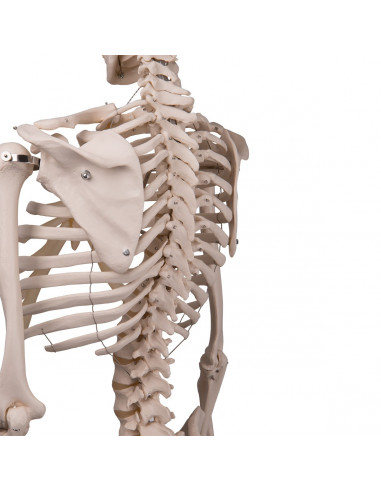 3B Scientific, modello anatomico,...