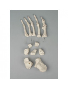 Erler Zimmer, modello...