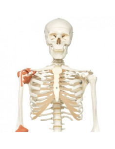 3B Scientific, Scheletro...