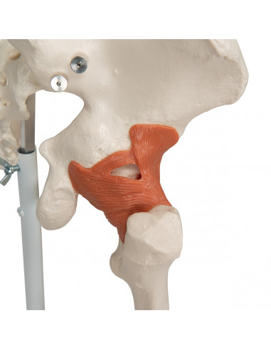 3B Scientific, Scheletro umano con...