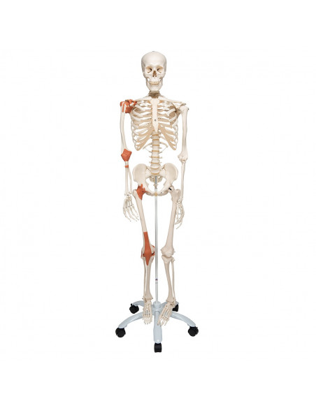 3B Scientific, Scheletro umano con legamenti articolari A12