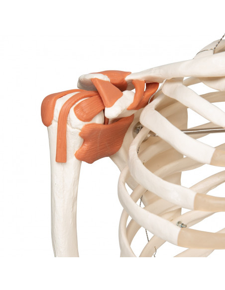 3B Scientific, Scheletro umano con legamenti articolari A12