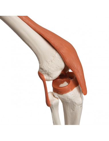 3B Scientific, Scheletro umano con...