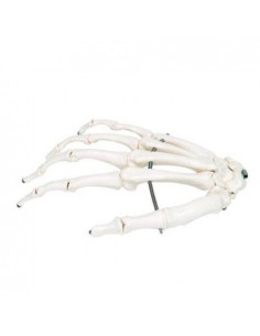 Scheletro della mano su...