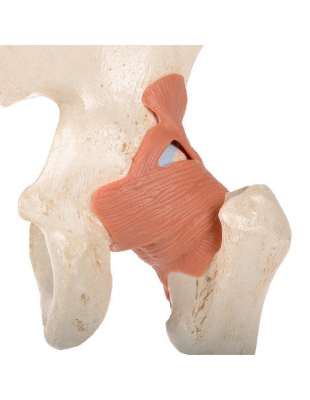 Modello funzionale di lusso dell'articolazione dell'anca 3B Scientific  A81/1
