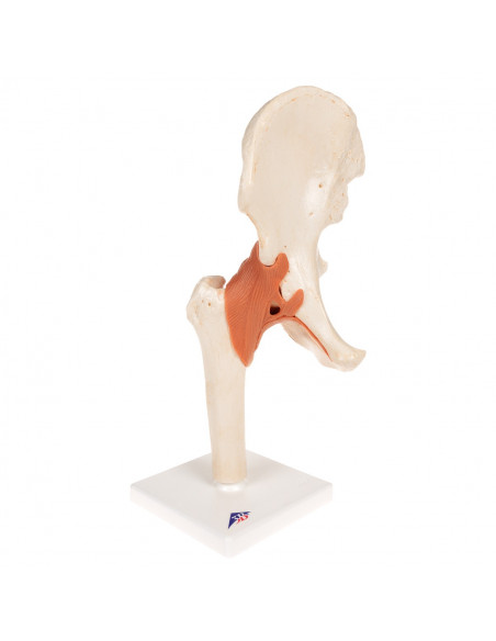 Modello funzionale di lusso dell'articolazione dell'anca 3B Scientific  A81/1