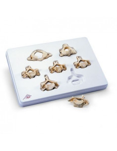 3B Scientific, Set con 7...