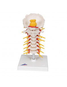 3B Scientific, modello... 2