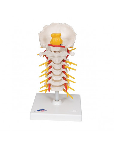 3B Scientific, modello anatomico di...