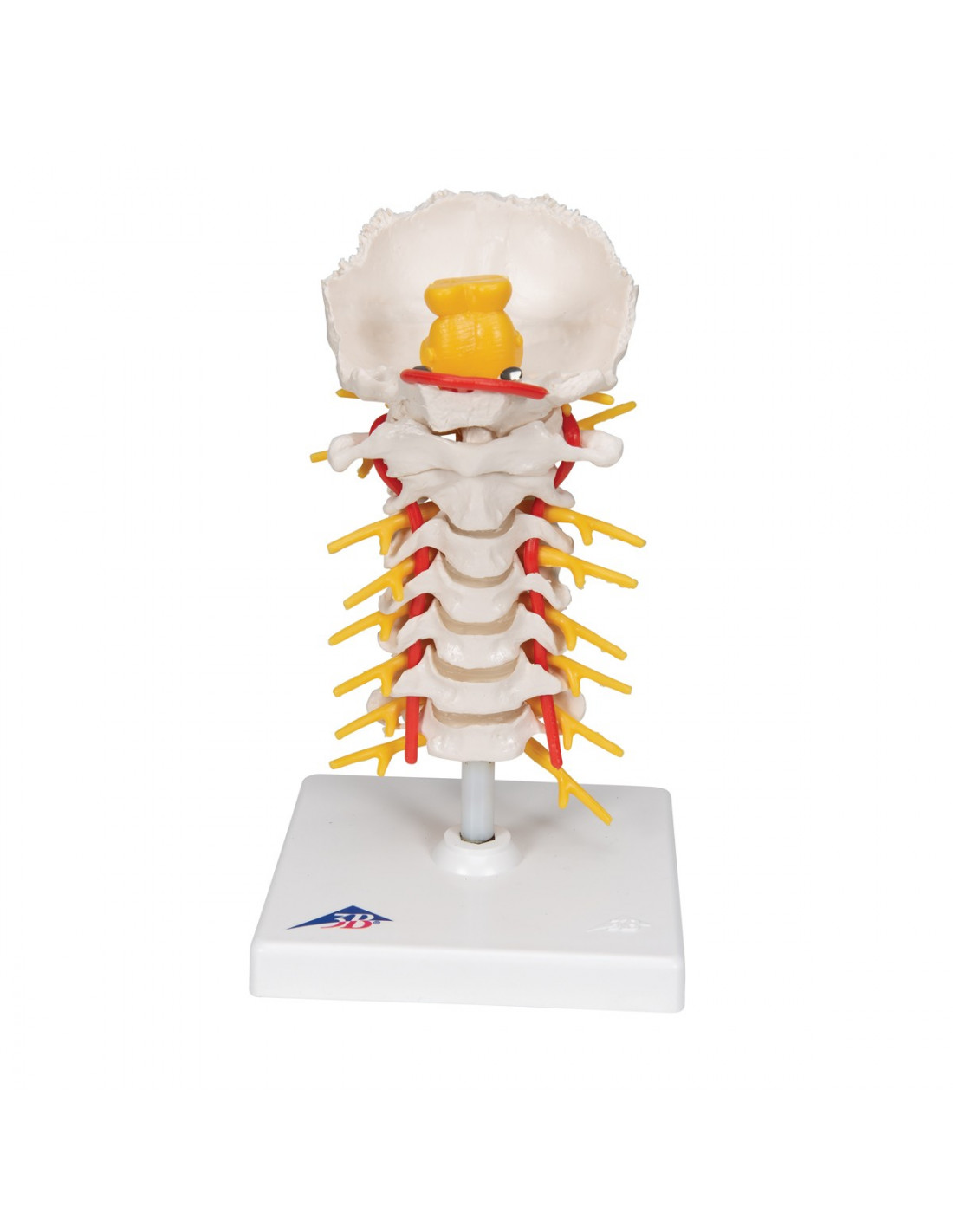 3B Scientific Modello Anatomico Di Colonna Vertebrale Cervicale A72