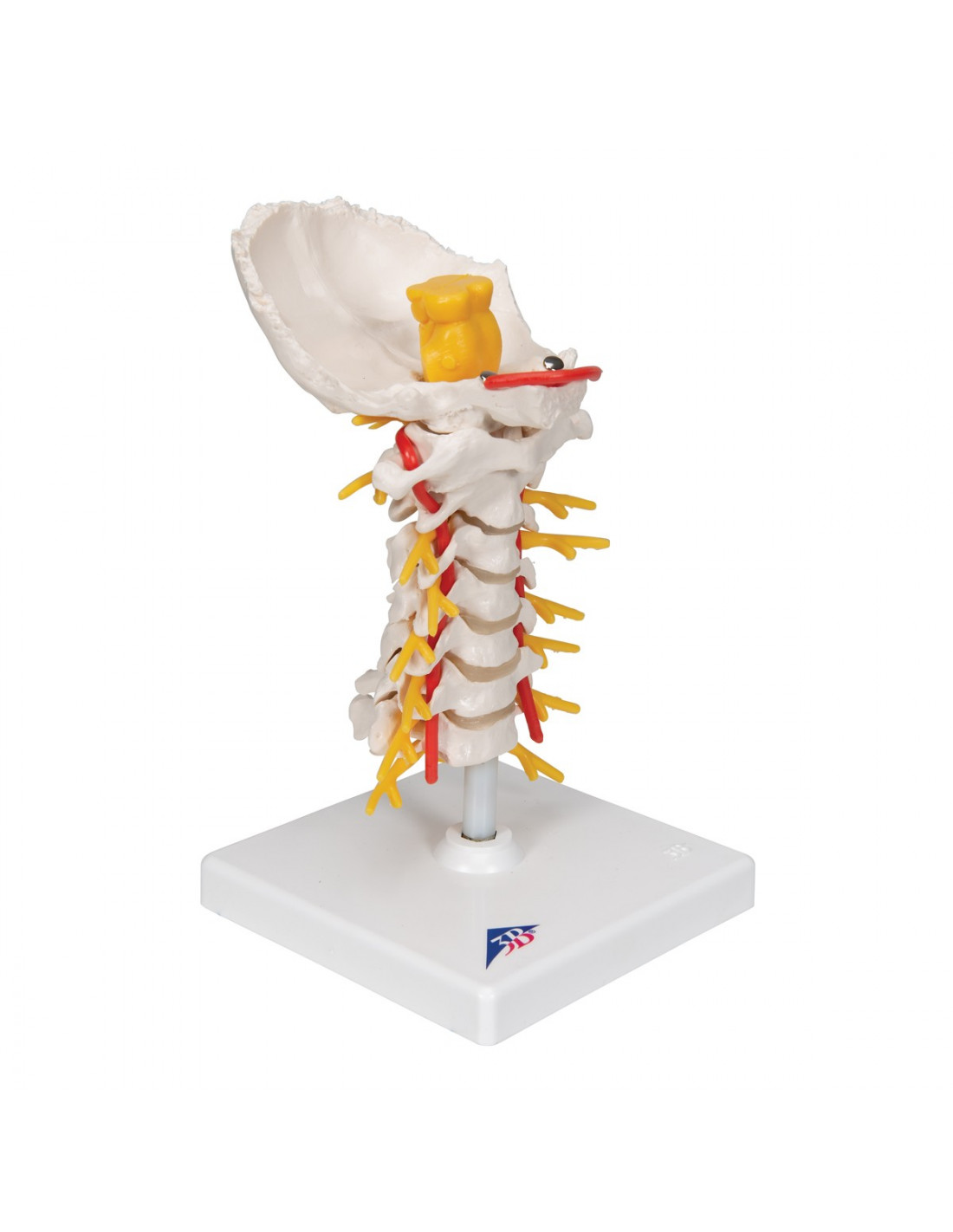 3B Scientific Modello Anatomico Di Colonna Vertebrale Cervicale A72