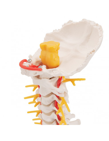 3B Scientific, modello anatomico di...