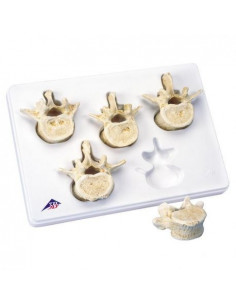 3B Scientific, Set con 5...