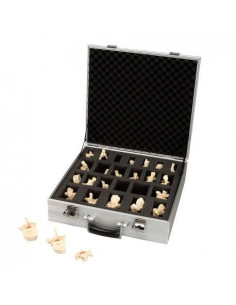 3B Scientific, Set con 24...