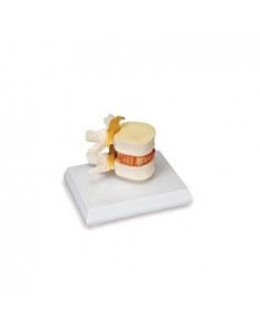 3B Scientific, modello di...