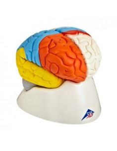 3B Scientific, modello...