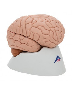 3B Scientific, cervello...