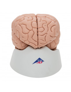 3B Scientific, cervello... 2