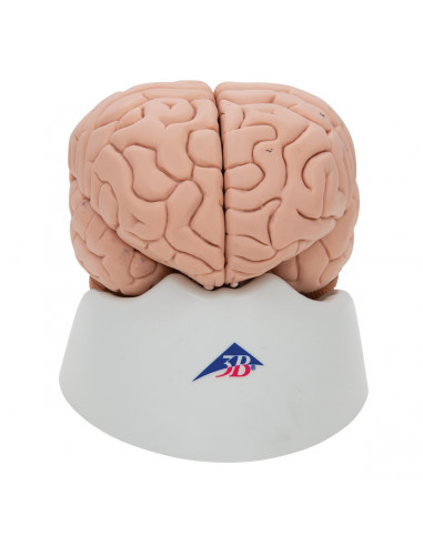 3B Scientific, cervello modello...