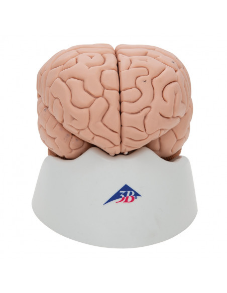 3B Scientific, cervello modello didattico di lusso, scomponibile in 8 parti C17