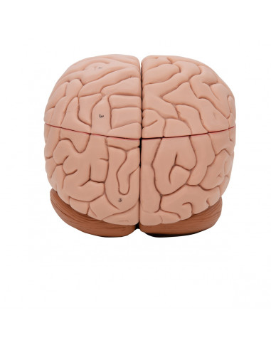 3B Scientific, cervello modello...