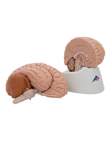 3B Scientific, cervello modello...
