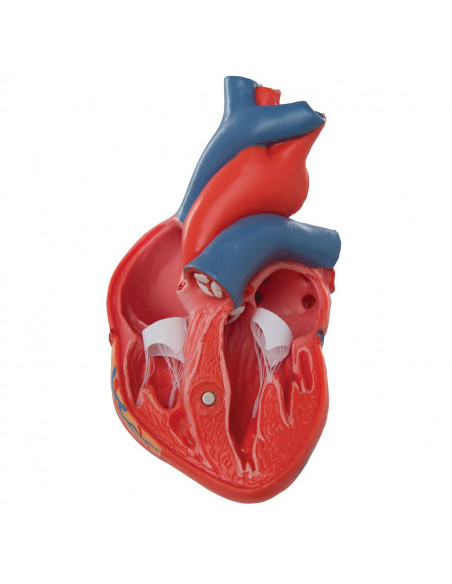 3B Scientific, cuore, modello classico, scomponibile in 2 parti G08