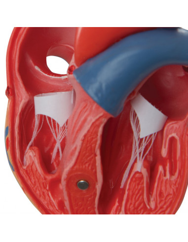 3B Scientific, cuore, modello...