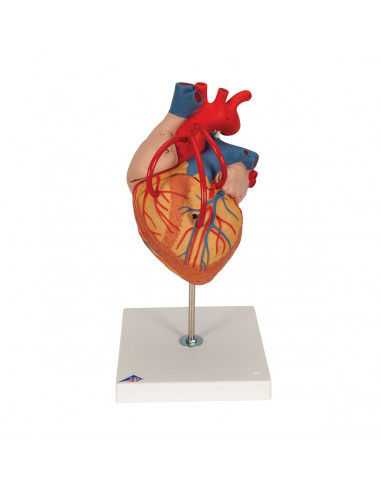 3B Scientific, modello di cuore con...