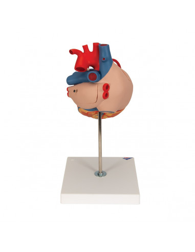 3B Scientific, modello di cuore con...