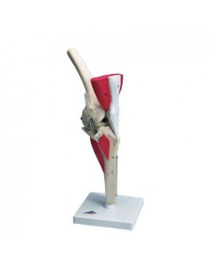 Ginocchio,W47007 modello di...