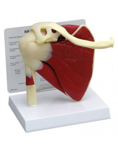 Modello anatomico funzionale di cuffia dei rotatori 3B Scientific  W42005